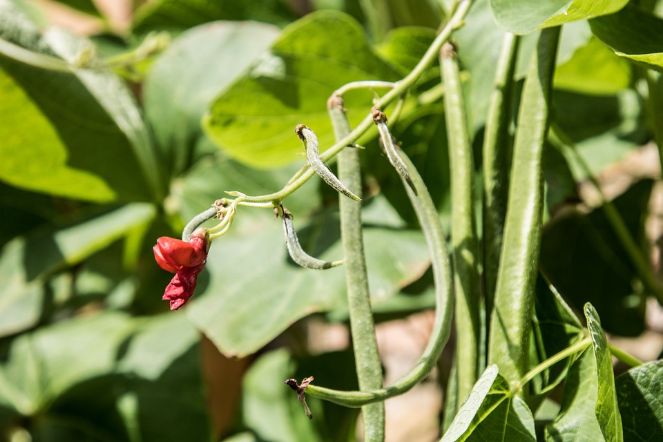 Créer un potager même sans grand terrain