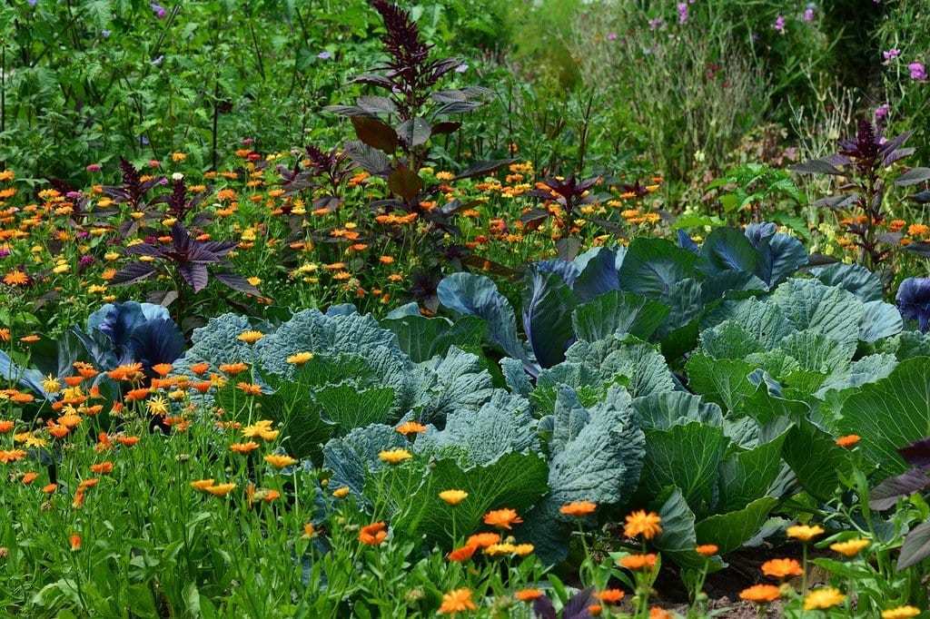 Planter au bon moment selon les saisons